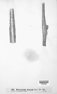 Image of Pyrenula coryli